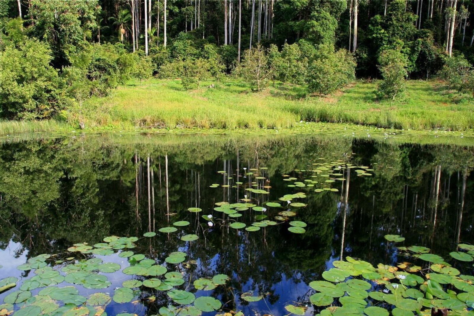 Lily pond and green farmland at Walkabout